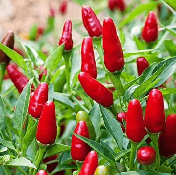 Bird’s Eye Chilli