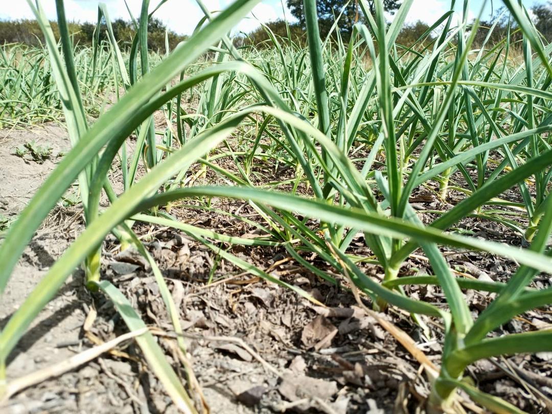 Garlic