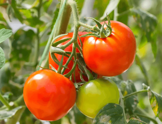Tomatoes 0