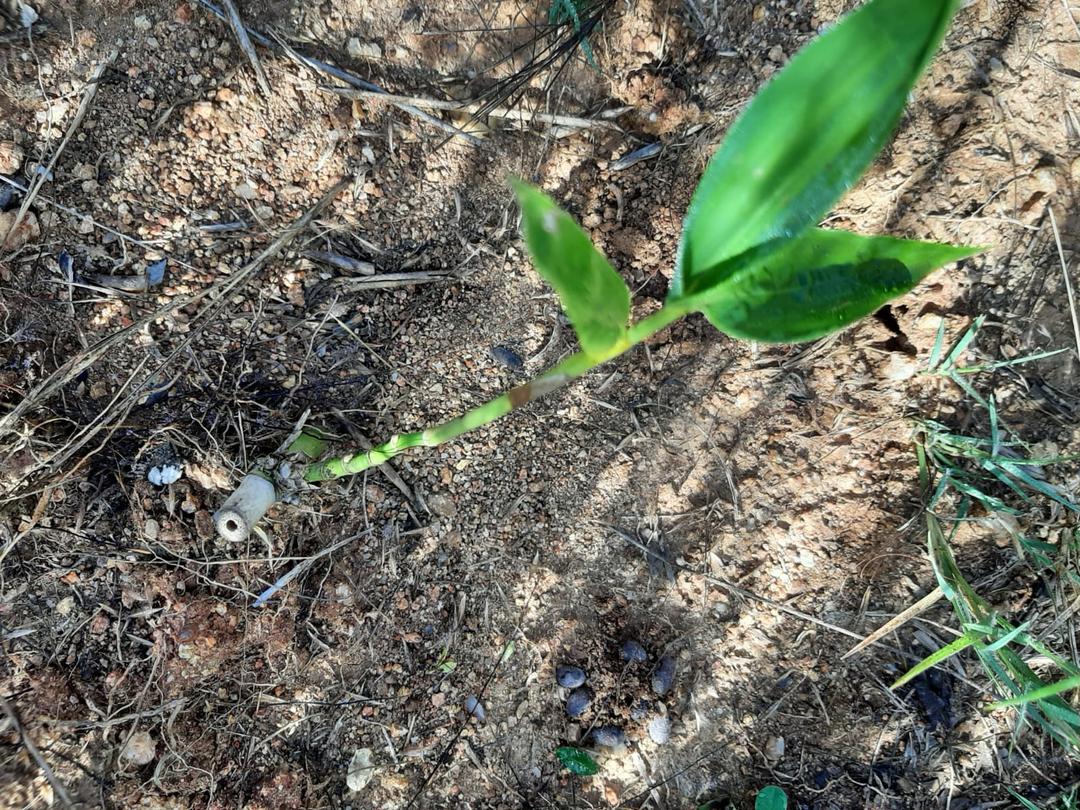 Bamboo Seedlings