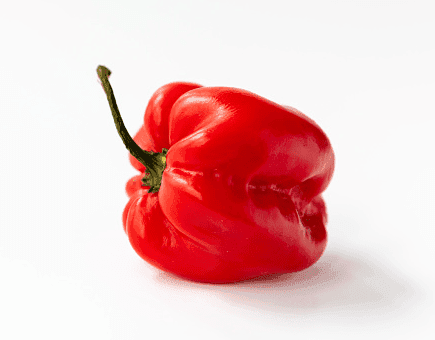 Habanero Chillies